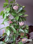 【盆栽】家庭盆栽球兰花的养殖方法和注意事项