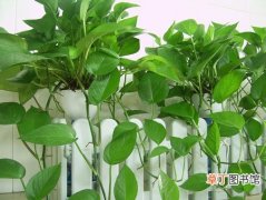 【养护】绿萝的栽种养护知识：生态习性和对生长环境的要求