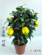 【盆栽】怎么种柠檬盆栽？柠檬树的盆栽技术和养护管理要点