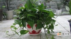 【植物】盆栽植物绿萝的养殖方法和注意事项