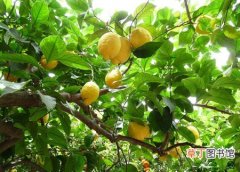 【树】柠檬树是什么样子的？柠檬树图片及形态特征介绍