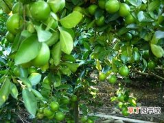 【树】柠檬树的栽种知识：柠檬的生态习性和对生长环境的要求