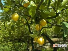 【植物】柠檬是一种什么植物水果？柠檬的花期、别名及简介