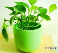【盆栽】室内盆栽植物绿萝的作用——净化空气吸收异味