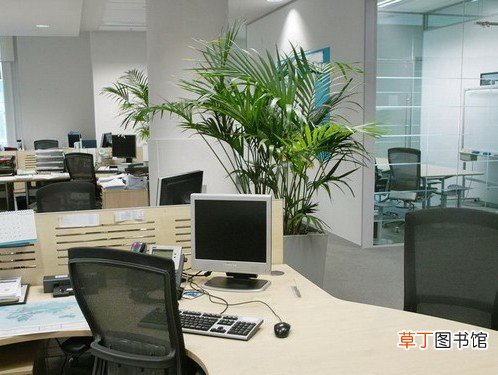 【风水】办公室的风水之道：办公室的布置和办公室植物的摆放