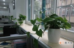 【盆栽】办公室盆栽植物的风水学知识