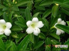 【植物】花卉植物非洲茉莉图片及简介