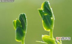 【图片】绿色植物叶芽特写图片