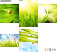 【叶子】绿色唯美植物叶子图片