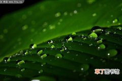 【图片】绿色植物上的水珠摄影图片