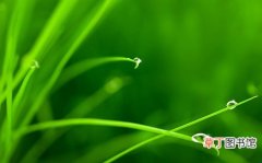 【图片】精选绿色植物水滴背景素材图片