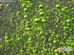【苔藓】绿色植物苔藓原创摄影图片