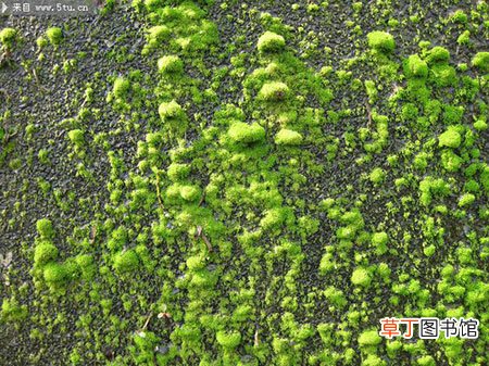 【苔藓】绿色植物苔藓原创摄影图片