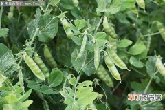 【豌豆】绿色植物豌豆超清摄影图片