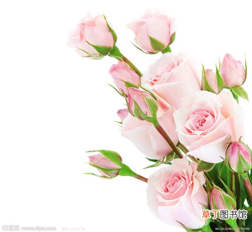 【粉玫瑰】粉玫瑰的含义是什么？