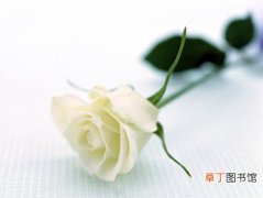 【白玫瑰】白玫瑰的含义