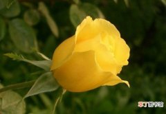 【黄玫瑰】送黄玫瑰代表什么意思？