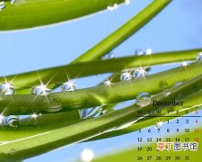 【图片】日历绿色植物电脑壁纸图片
