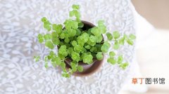 【植物】春天绿色植物小清新意境风景图片