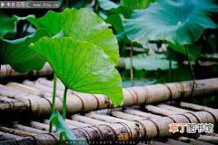 【荷叶】夏天荷塘绿色荷叶植物图片