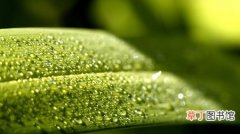 【图片】超高清护眼绿色植物晶莹水滴壁纸图片