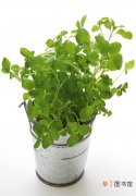 【植物】室内的绿色植物盆栽图片素材