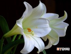 【传说】关于百合花和百合仙子的传说