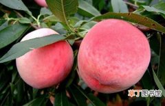 【桃子】拉肚子能吃桃子吗？桃子的营养价值和食用禁忌
