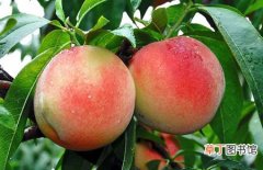 【桃子】女性月经期可以吃桃子吗？