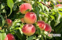 【方法】桃子可以放冰箱保存吗？桃子的挑选方法和保存方法