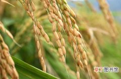 【生长】水稻生长后期的病虫害防治和水肥管理要点