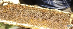 蜂蛹泡酒的功效与作用 蜂蛹泡酒的食用方式和注意事项