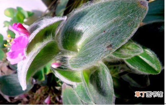 【图片】多肉植物白雪姬图片：白雪姬的形态特征介绍