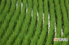 【移栽】水稻什么时候移栽最好？水稻适时早栽的优点