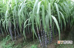 【方法】甘蔗田间除草剂的使用方法和注意事项