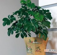 【盆栽】室内盆栽植物名称及图片——鸭掌木