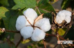 【用途】棉花的用途有哪些？棉花的作用和用途介绍