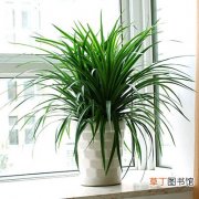 【植物】新房除异味的植物有哪些？