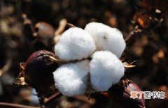 【棉花】高产棉花品种有哪些？高产棉花的品种介绍