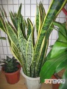 【虎尾兰】吊兰和虎尾兰是室内除甲醛最理想的花卉植物