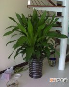 【植物】怎么让新买的室内植物适应室内环境？室内植物耐荫驯化方法