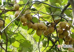 【种植】猕猴桃的种植条件和对生长环境的要求