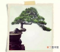 【图片】赤松盆景图片欣赏——颠狂笔意
