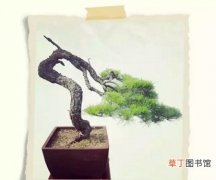 【图片】赤松盆景图片欣赏——天问