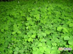 【植物】绿色四叶草唯美意境植物图片