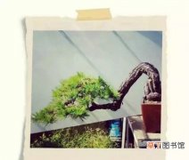 【图片】赤松盆景图片欣赏——岁月有痕