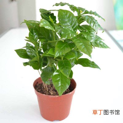 咖啡木 【树】盆栽咖啡树的生长习性和养殖方法