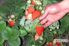 【花】草莓花果期的管理要点和注意事项