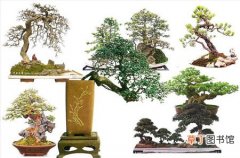 【盆景】树桩盆景与盆栽植物的区别有哪些？