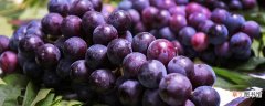 葡萄是热性还是凉性 经常吃葡萄有什么好处